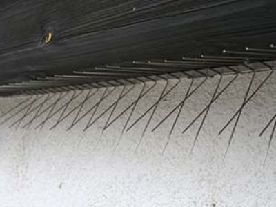 Schwalbenspikes unter einer Dachrinne