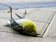 Vogel - gestorben durch aufprall auf einer Glasfassade